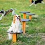 Miniaturka Agility Mini Stepping Platforms (4)